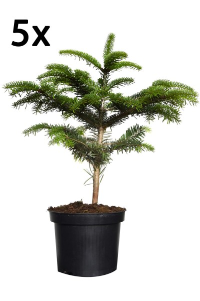 Nordmanntanne Topf gewachsen 40 cm 5 Stück